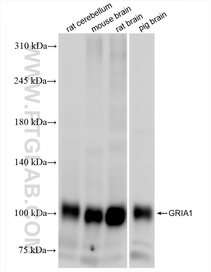 WB analysis using 85333-1-RR (same clone as 85333-1-PBS)
