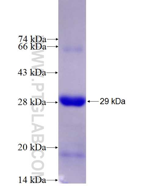 GRIA1 fusion protein Ag27295 SDS-PAGE