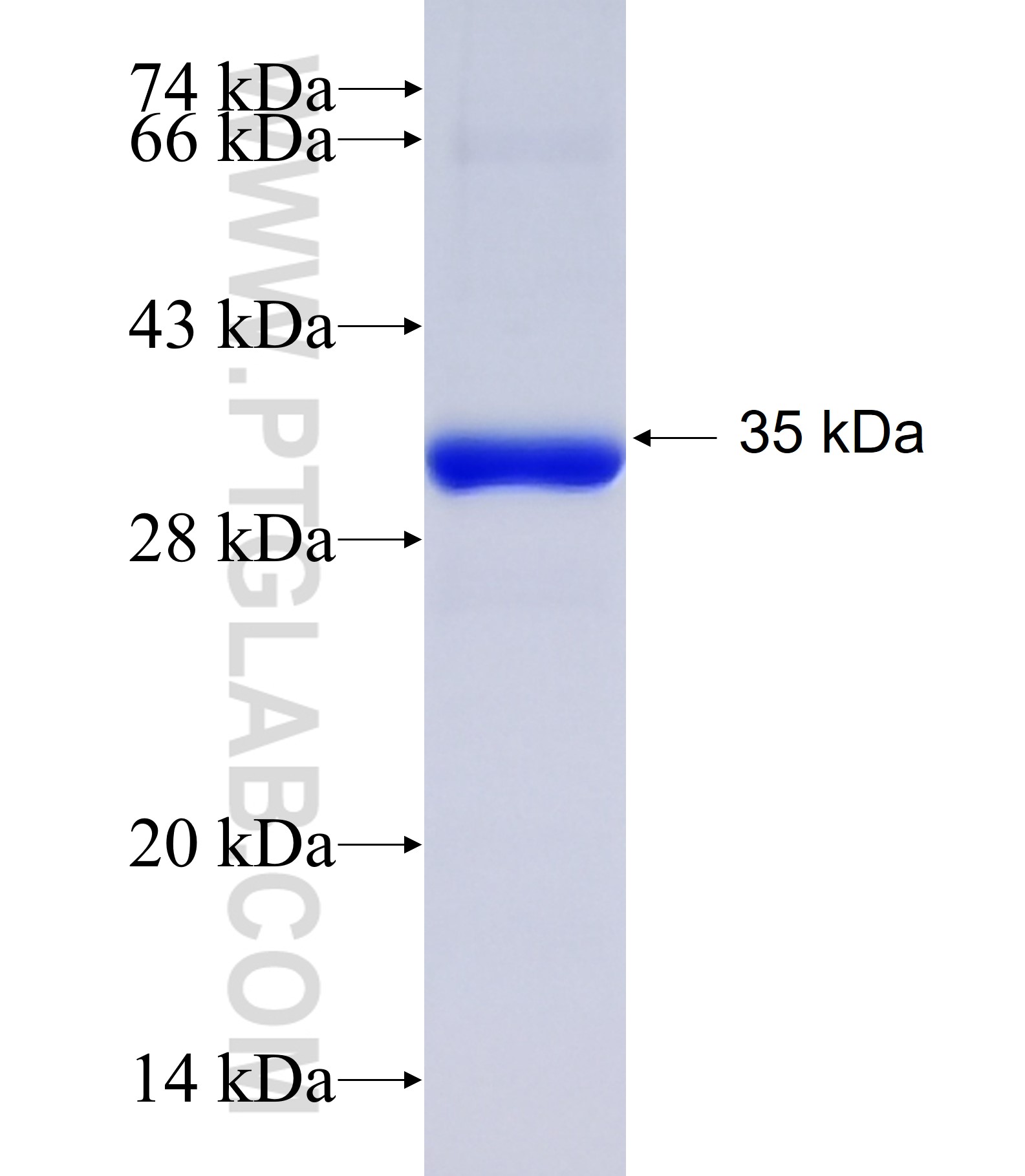 GRIA1 fusion protein Ag28932 SDS-PAGE