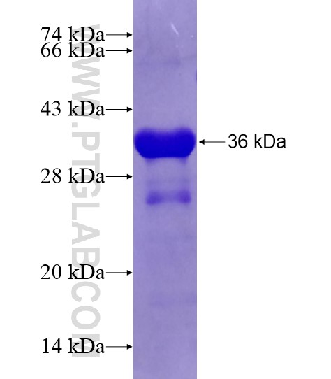 GRIA2 fusion protein Ag20353 SDS-PAGE GRIA2 fusion protein Ag20353 SDS-PAGE