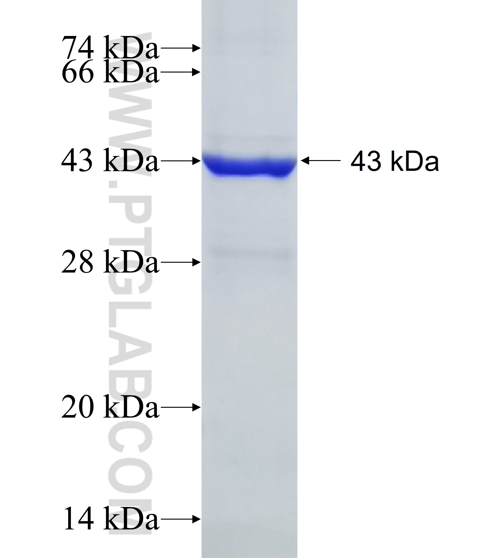 GRIA4 fusion protein Ag19933 SDS-PAGE