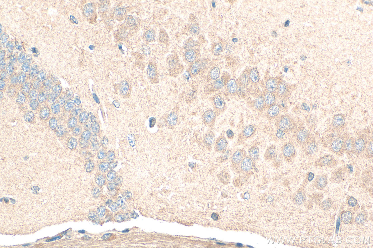 Immunohistochemical analysis of paraffin-embedded mouse brain tissue slide using 13040-1-AP (GRID1 antibody) at dilution of 1:200 (under 40x lens). Heat mediated antigen retrieval with Tris-EDTA buffer (pH 9.0). IHC staining of mouse brain using 13040-1-AP