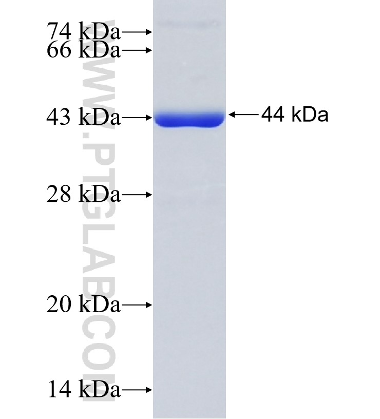 GRID1 fusion protein Ag28881 SDS-PAGE GRID1 fusion protein Ag28881 SDS-PAGE