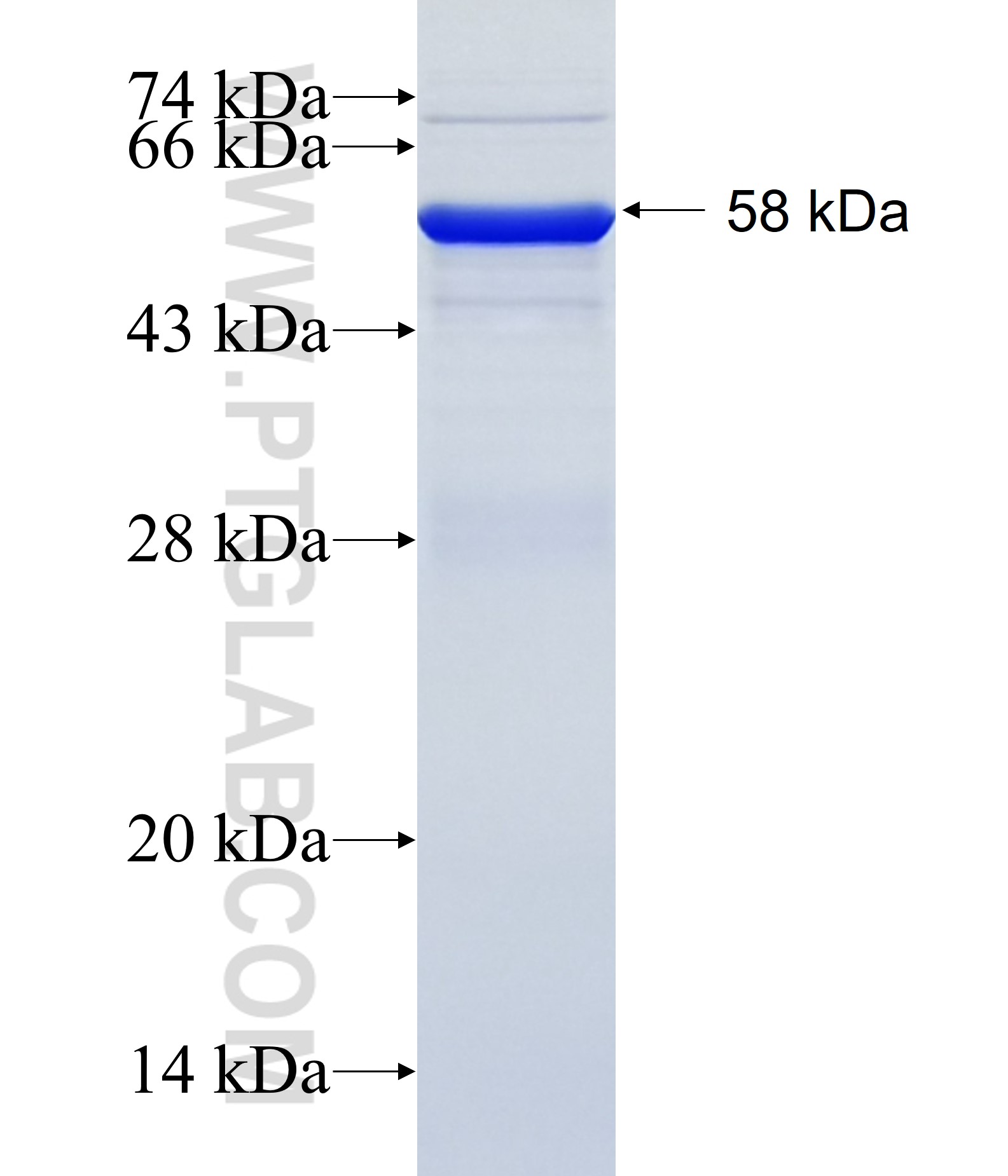 GRIK3 fusion protein Ag31142 SDS-PAGE