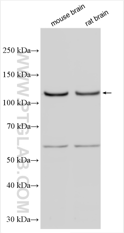 WB analysis using 28550-1-AP