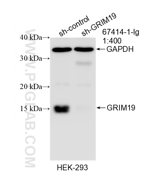 WB result of GRIM19 antibody (<a class='green' href='/productredirect?CatalogNo=67414-1-Ig' target='_blank'>67414-1-Ig</a>; 1:400; incubated at room temperature for 1.5 hours) with sh-Control and sh-GRIM19 transfected HEK-293 cells. This data was developed using the same antibody clone with 67414-1-PBS in a different storage buffer formulation. WB analysis of HEK-293 using 67414-1-Ig (same clone as 67414-1-PBS)