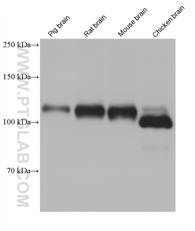 WB analysis using 67717-1-Ig