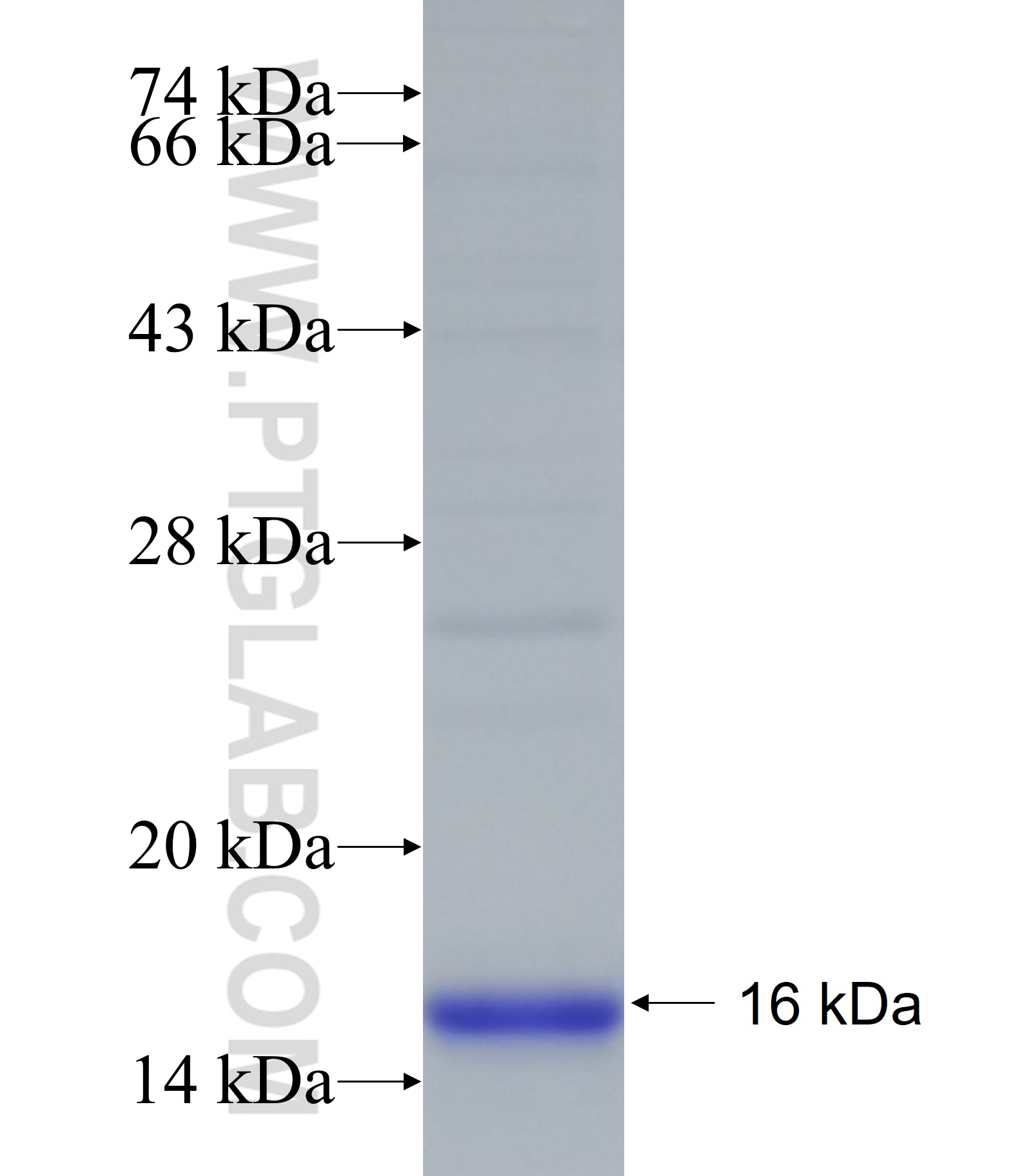 GRIN1 fusion protein Ag27929 SDS-PAGE