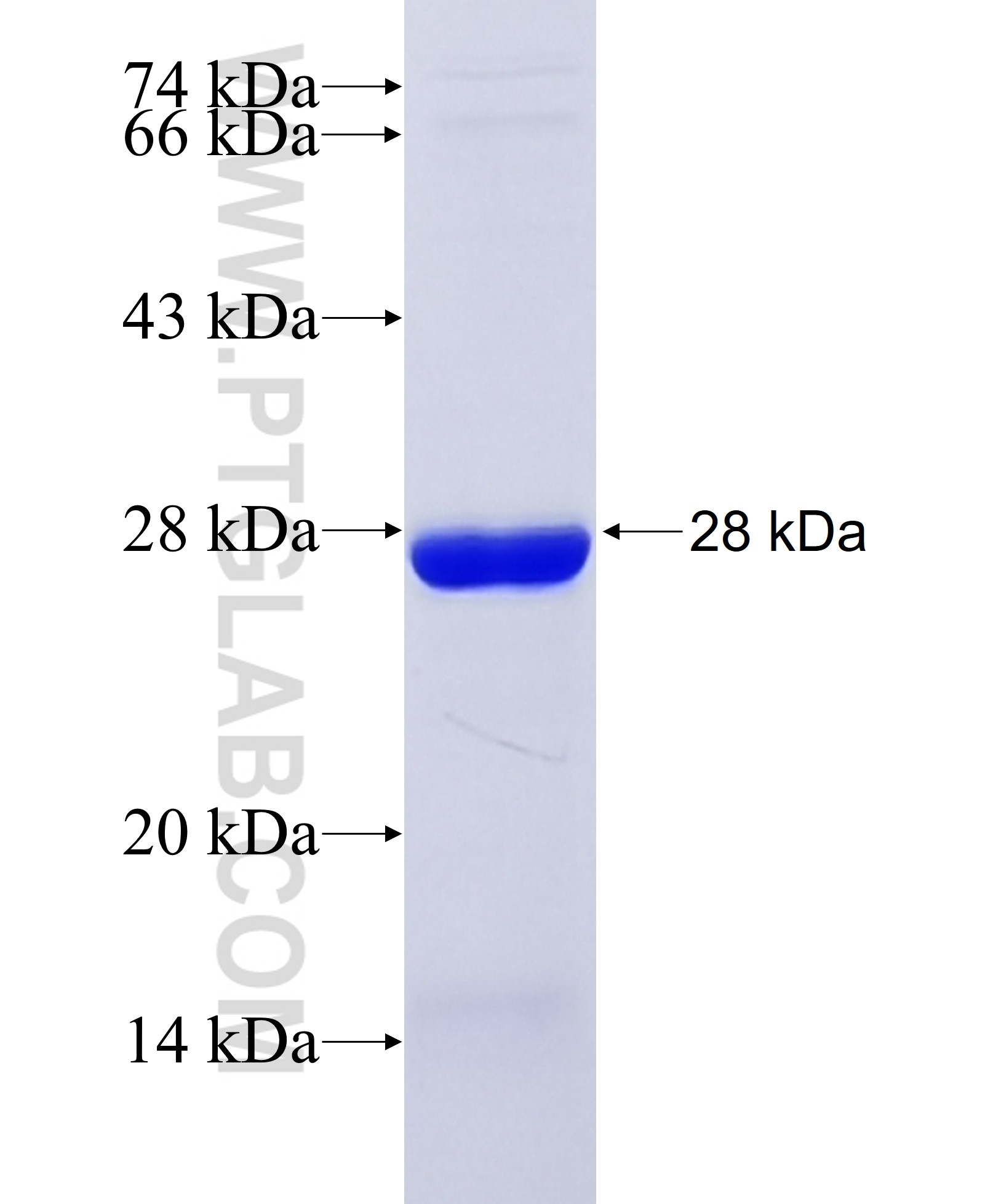 NMDAR2A/GRIN2A fusion protein Ag29108 SDS-PAGE NMDAR2A/GRIN2A fusion protein Ag29108 SDS-PAGE