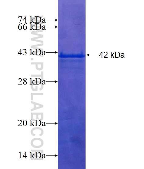 GRIN2B fusion protein Ag16718 SDS-PAGE