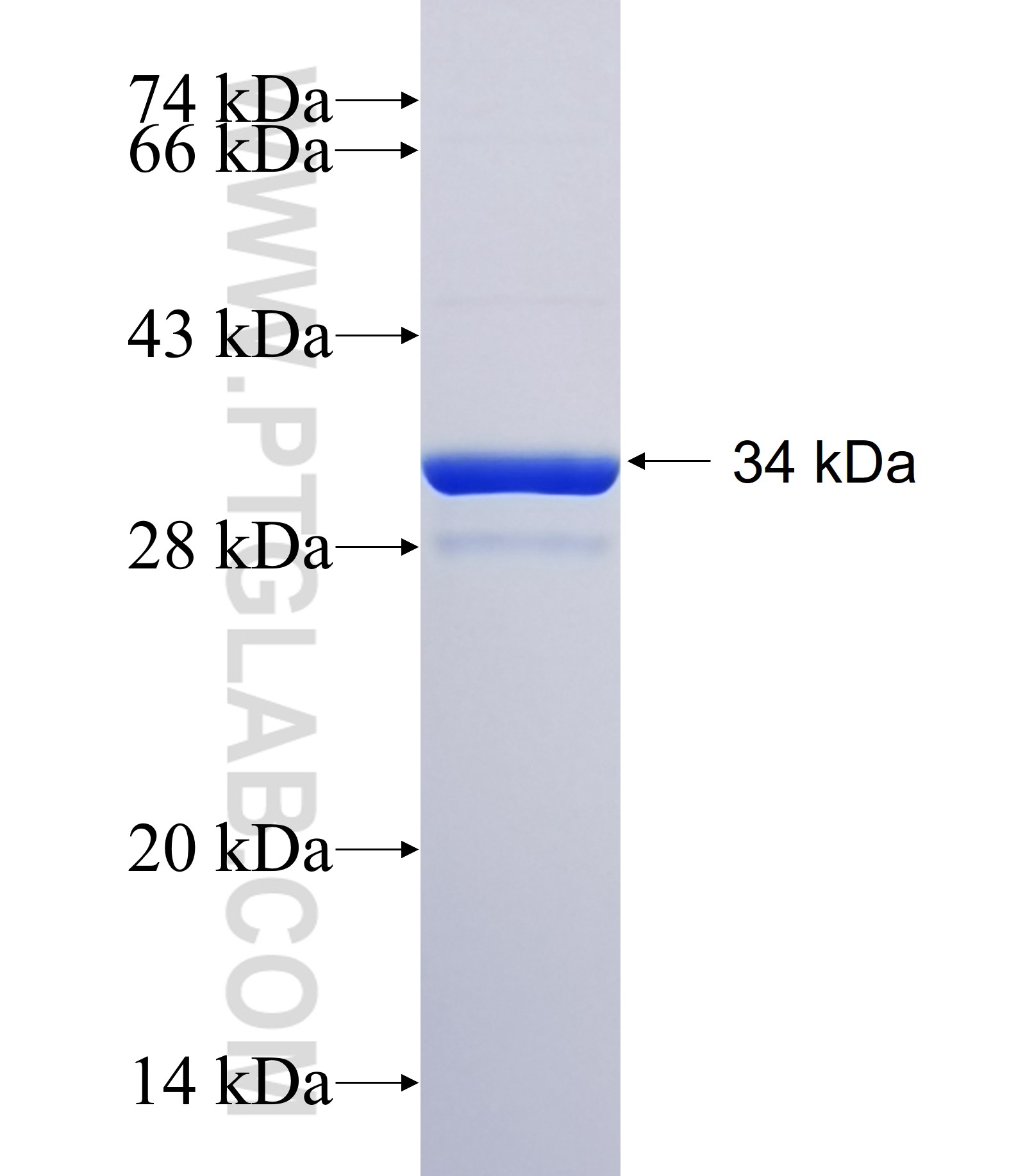 GRIN2C fusion protein Ag34831 SDS-PAGE