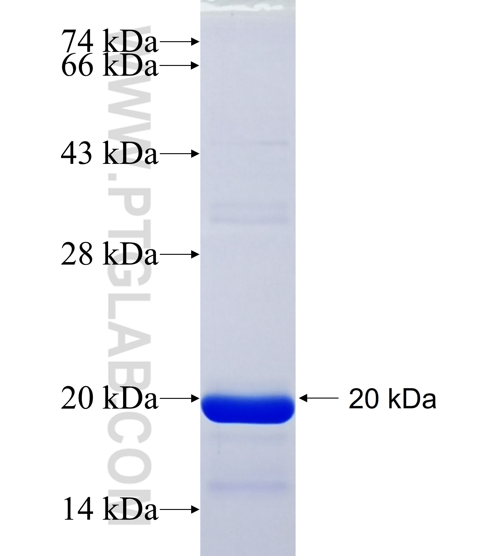 GRIN2C fusion protein Ag34931 SDS-PAGE GRIN2C fusion protein Ag34931 SDS-PAGE