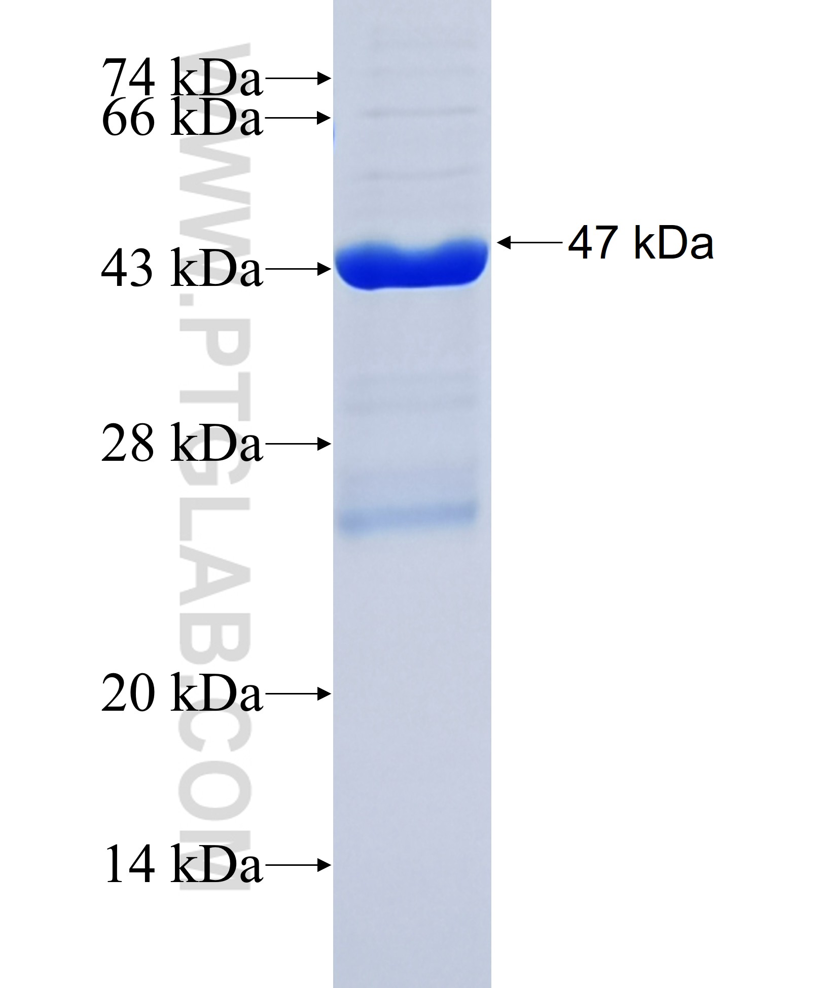 GRIN3B fusion protein Ag36107 SDS-PAGE