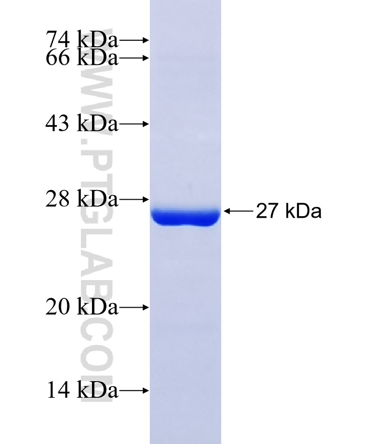 GRIN3B fusion protein Ag36124 SDS-PAGE
