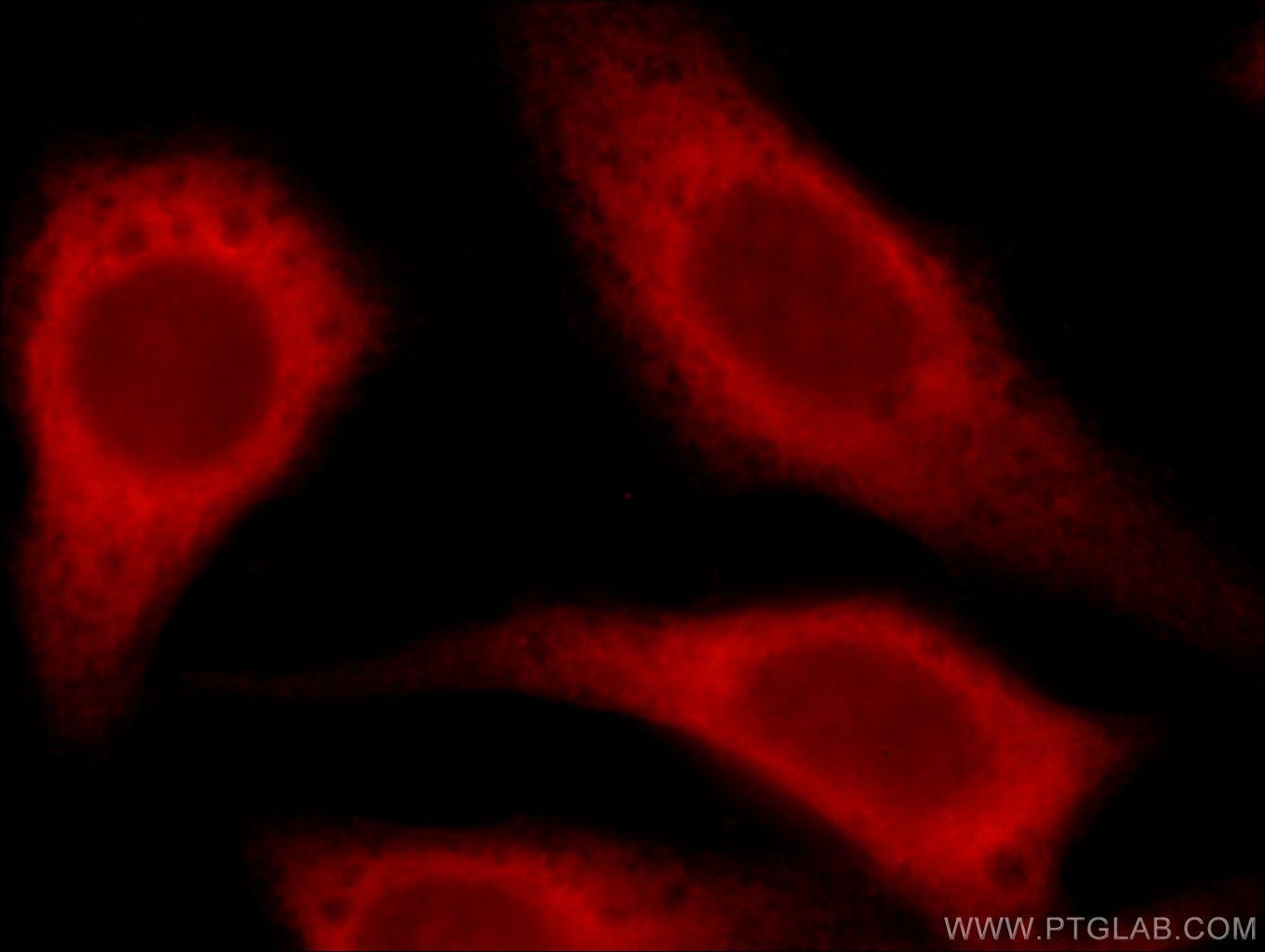 GRIP1 Polyclonal antibody