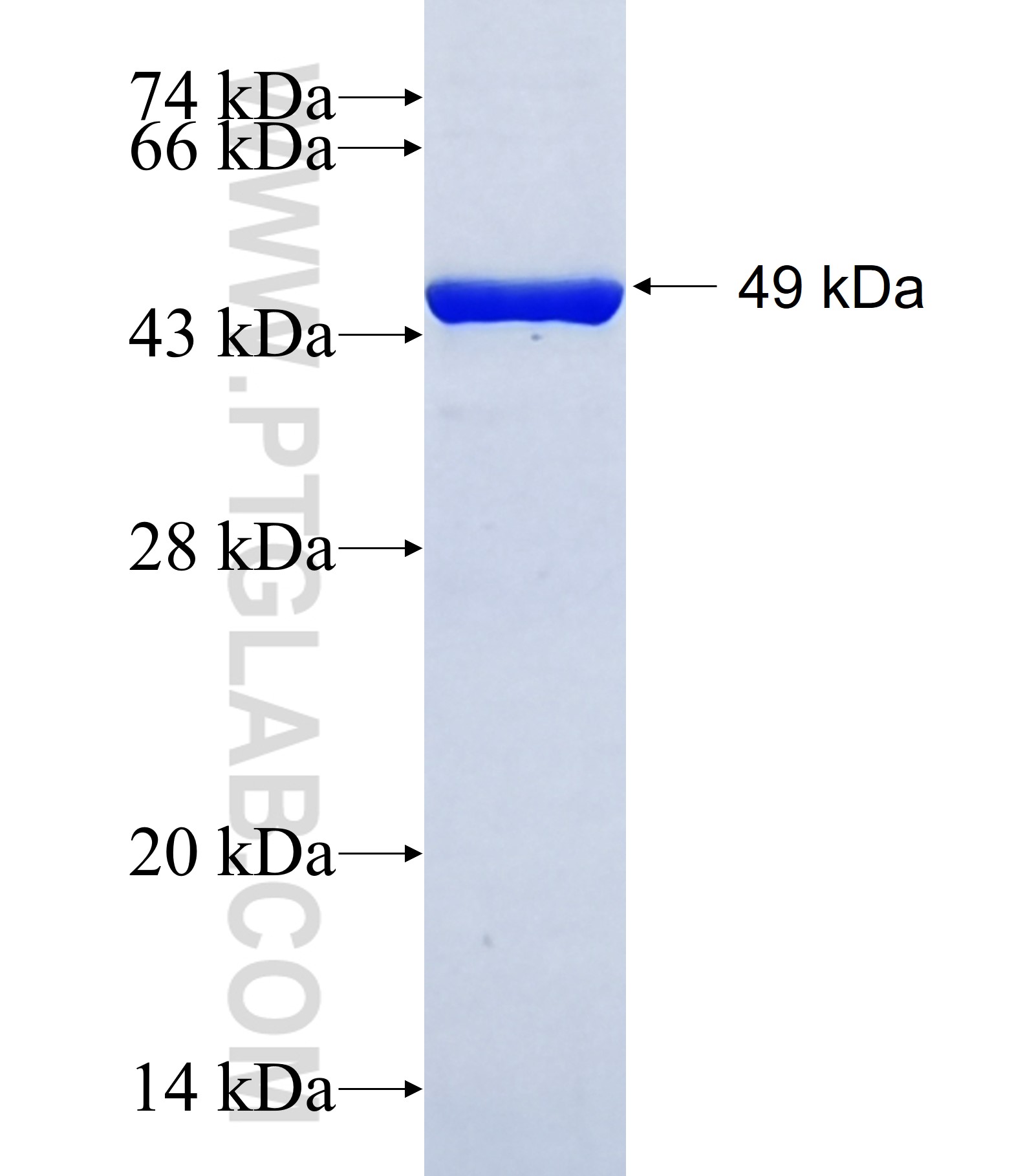 GRIP2 fusion protein Ag41507 SDS-PAGE