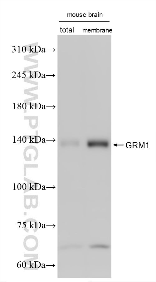 Various lysates were subjected to SDS PAGE followed by western blot with 86280-1-RR (GRM1/mGluR1 antibody) at dilution of 1:2000 incubated at room temperature for 1.5 hours. WB analysis of mouse brain using 86280-1-RR