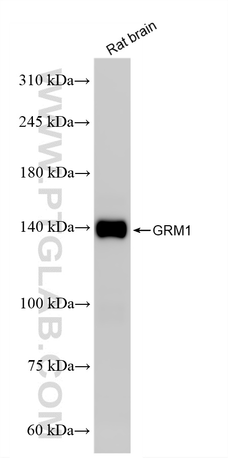 rat brain tissue were subjected to SDS PAGE followed by western blot with 86280-1-RR (GRM1/mGluR1 antibody) at dilution of 1:2000 incubated at room temperature for 1.5 hours. WB analysis of rat brain using 86280-1-RR