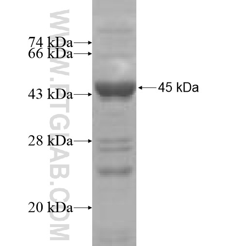 GRM3 fusion protein Ag5306 SDS-PAGE
