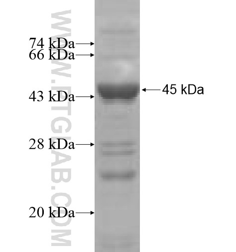 GRM3 fusion protein Ag5306 SDS-PAGE GRM3 fusion protein Ag5306 SDS-PAGE
