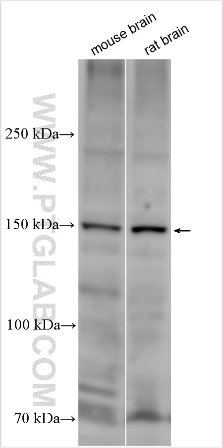 WB analysis using 28834-1-AP