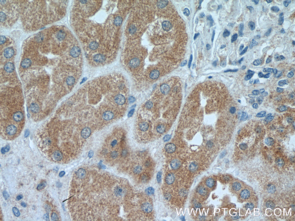 IHC staining of human kidney using 25823-1-AP