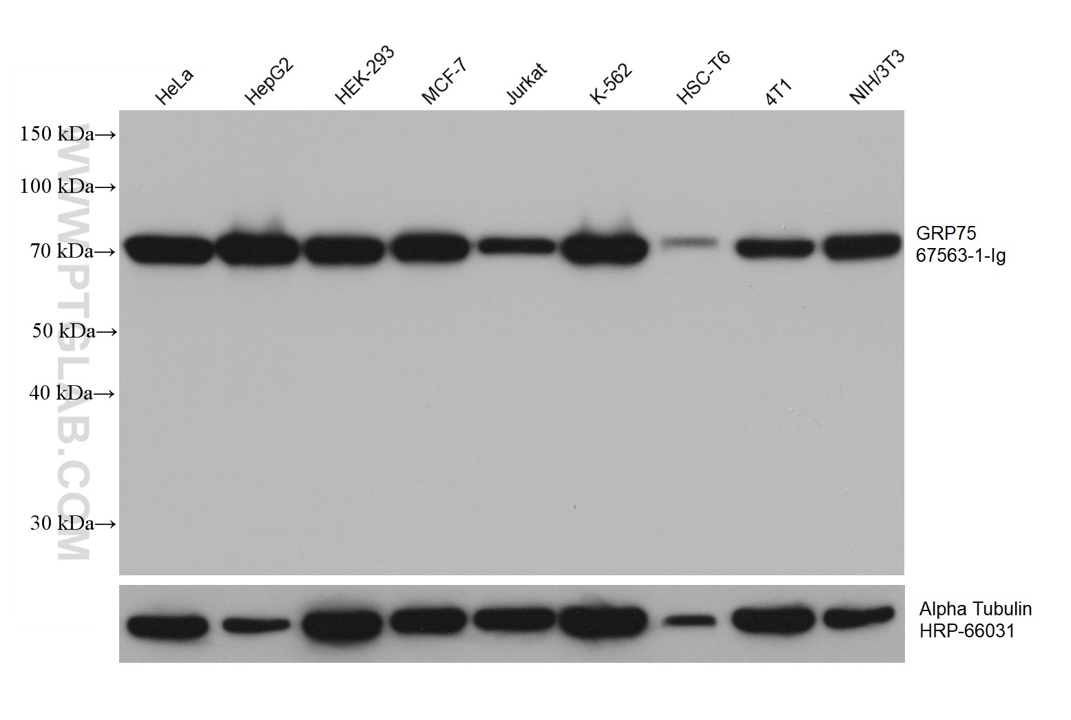 WB analysis using 67563-1-Ig (same clone as 67563-1-PBS)