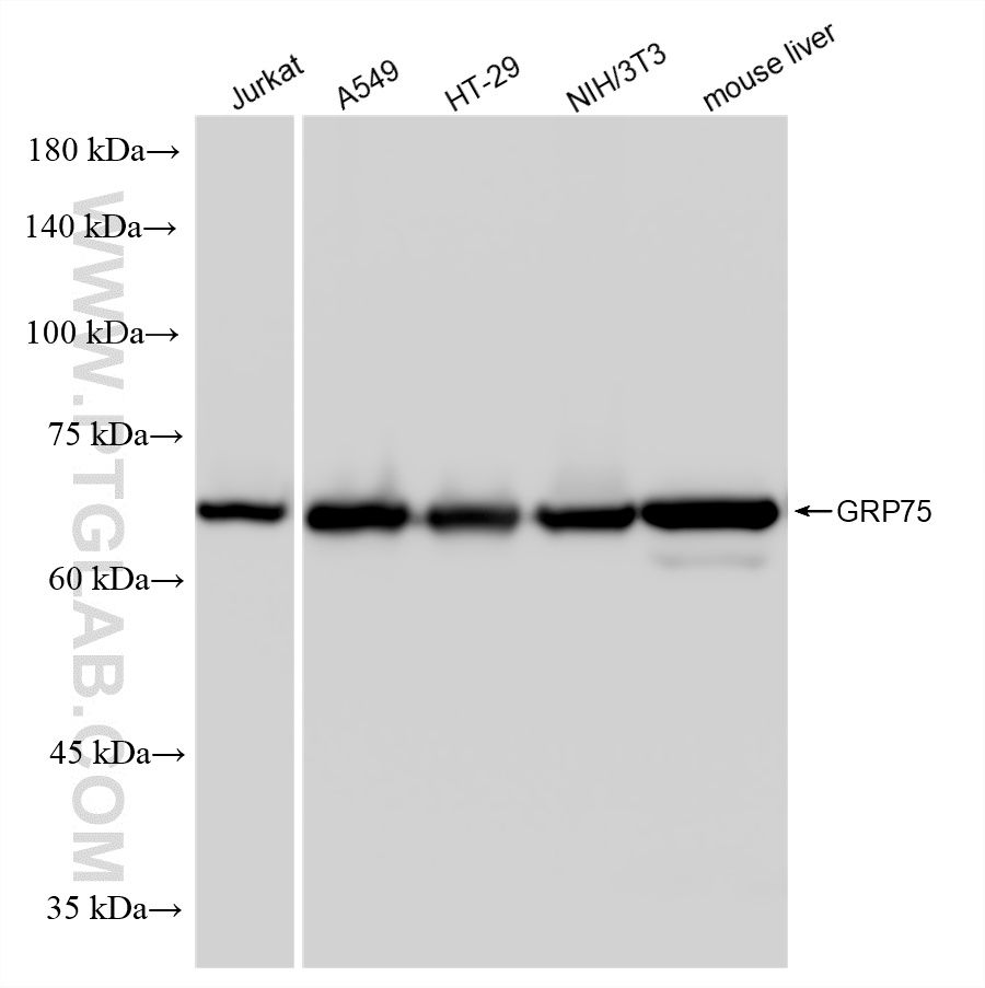 WB analysis using 86721-1-RR (same clone as 86721-1-PBS) WB analysis using 86721-1-RR (same clone as 86721-1-PBS)