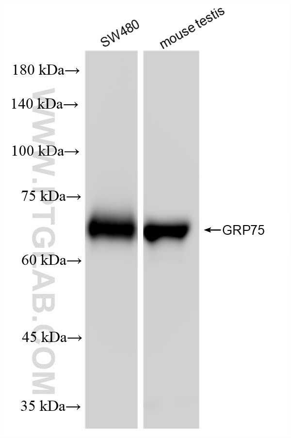 WB analysis using 86721-1-RR (same clone as 86721-1-PBS) WB analysis using 86721-1-RR (same clone as 86721-1-PBS)