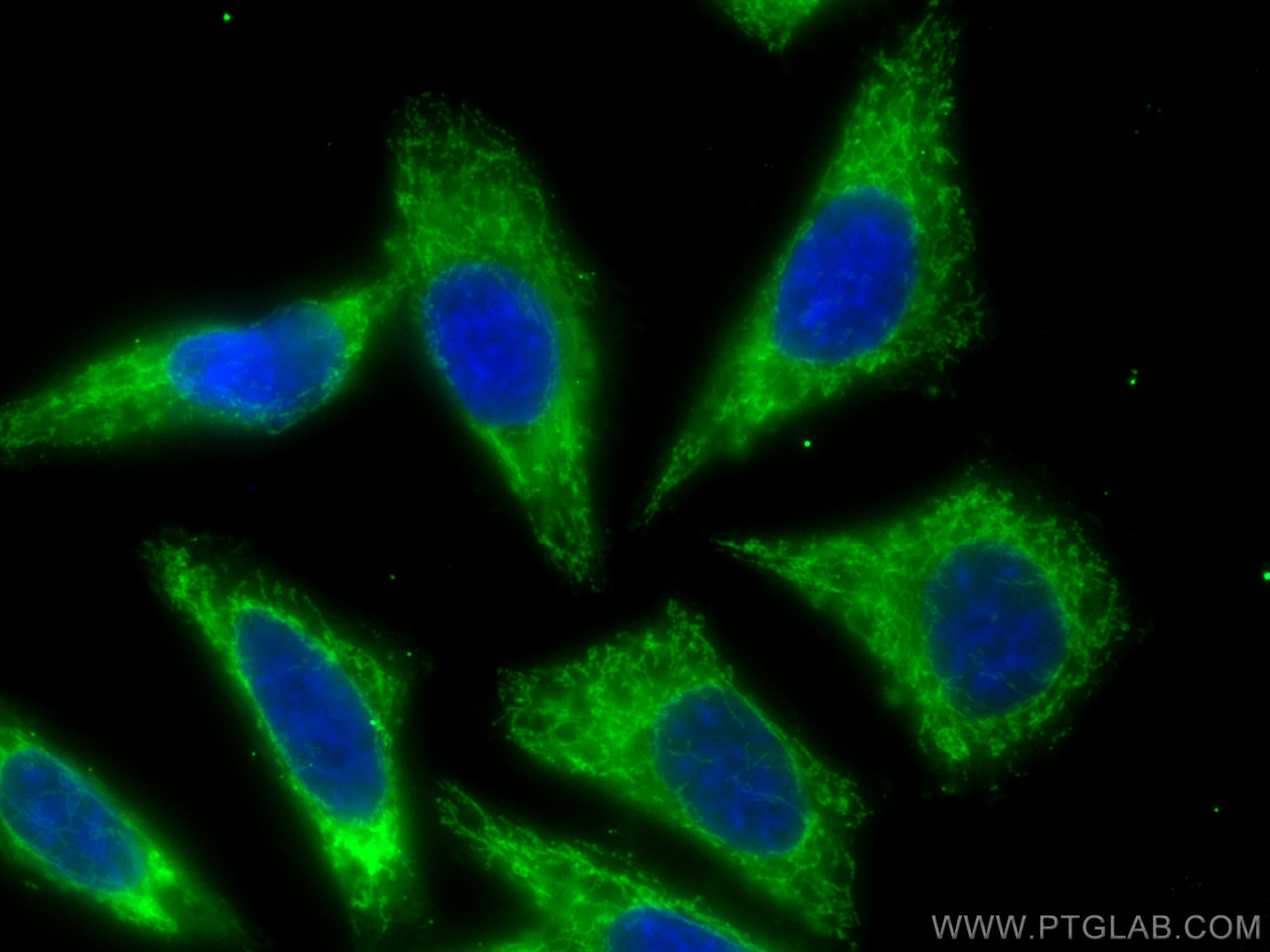 IF Staining of HepG2 using CL488-14887