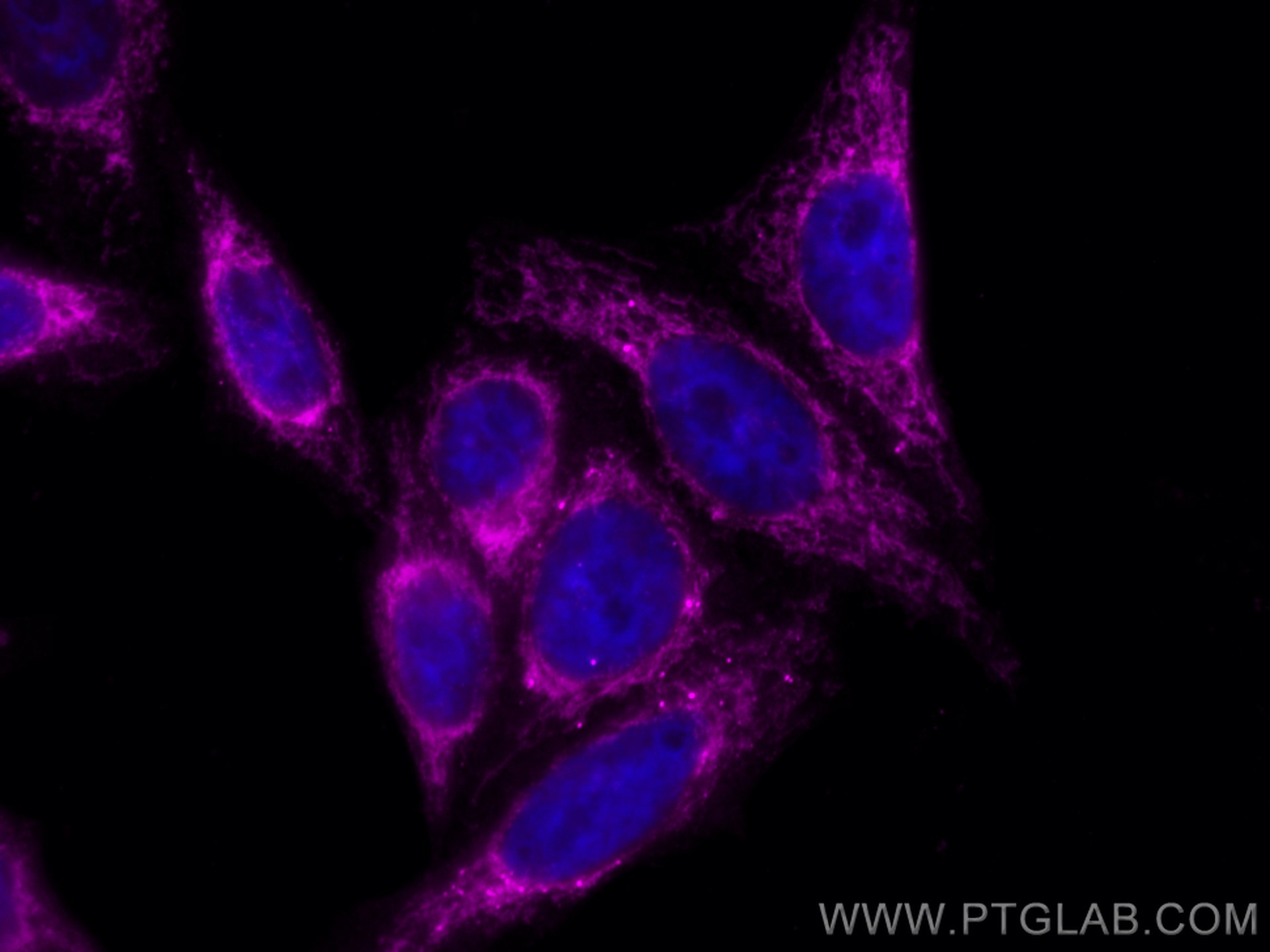 IF Staining of HepG2 using CL647-14887