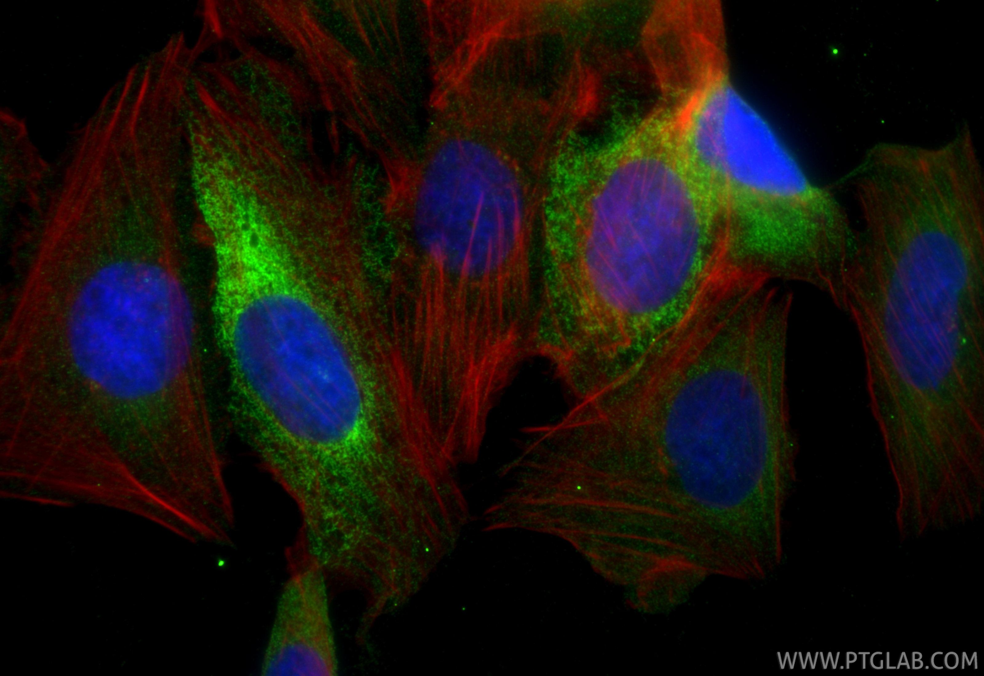 IF Staining of U2OS using 66574-1-Ig