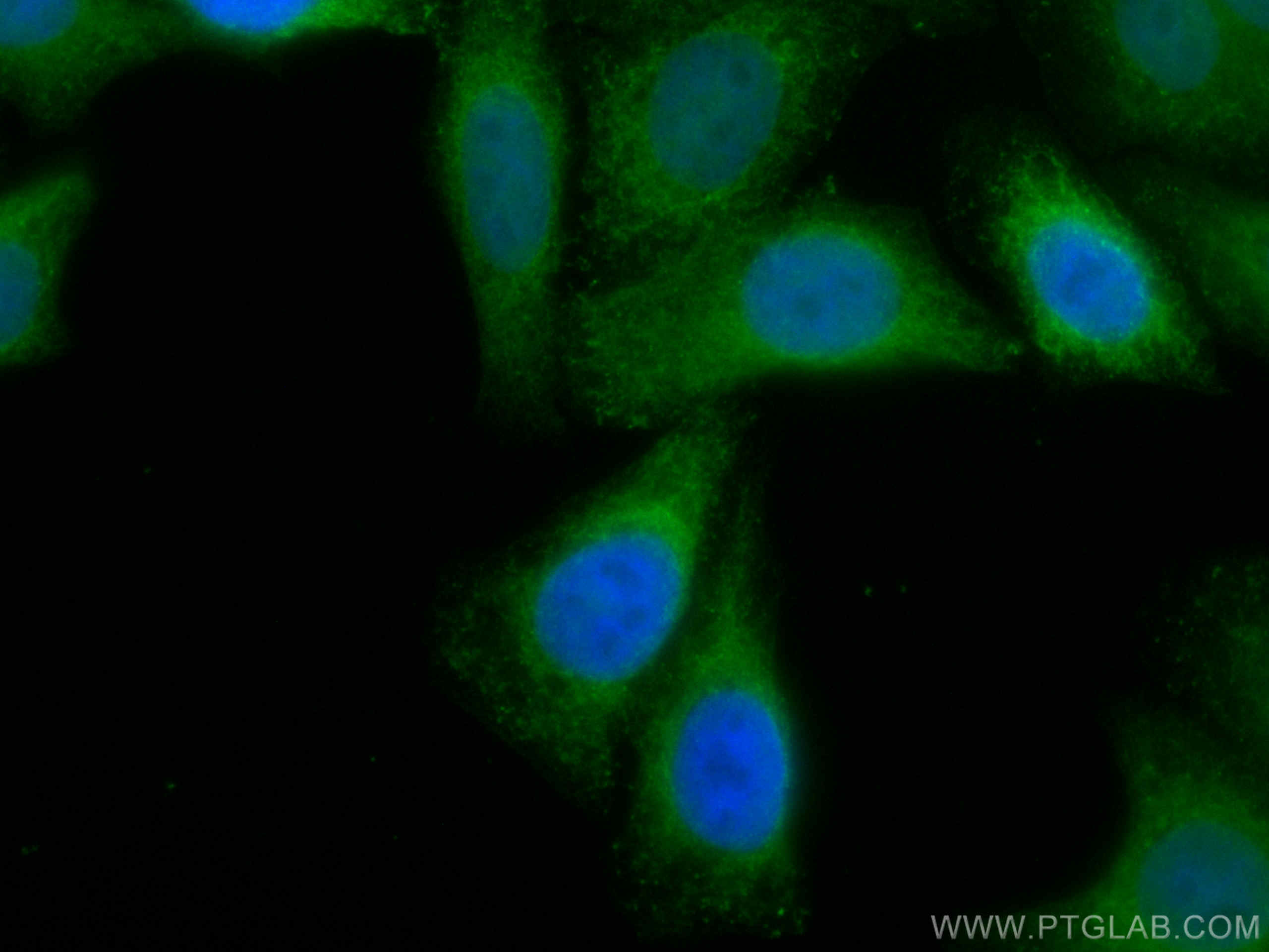IF Staining of HepG2 using CL488-11587