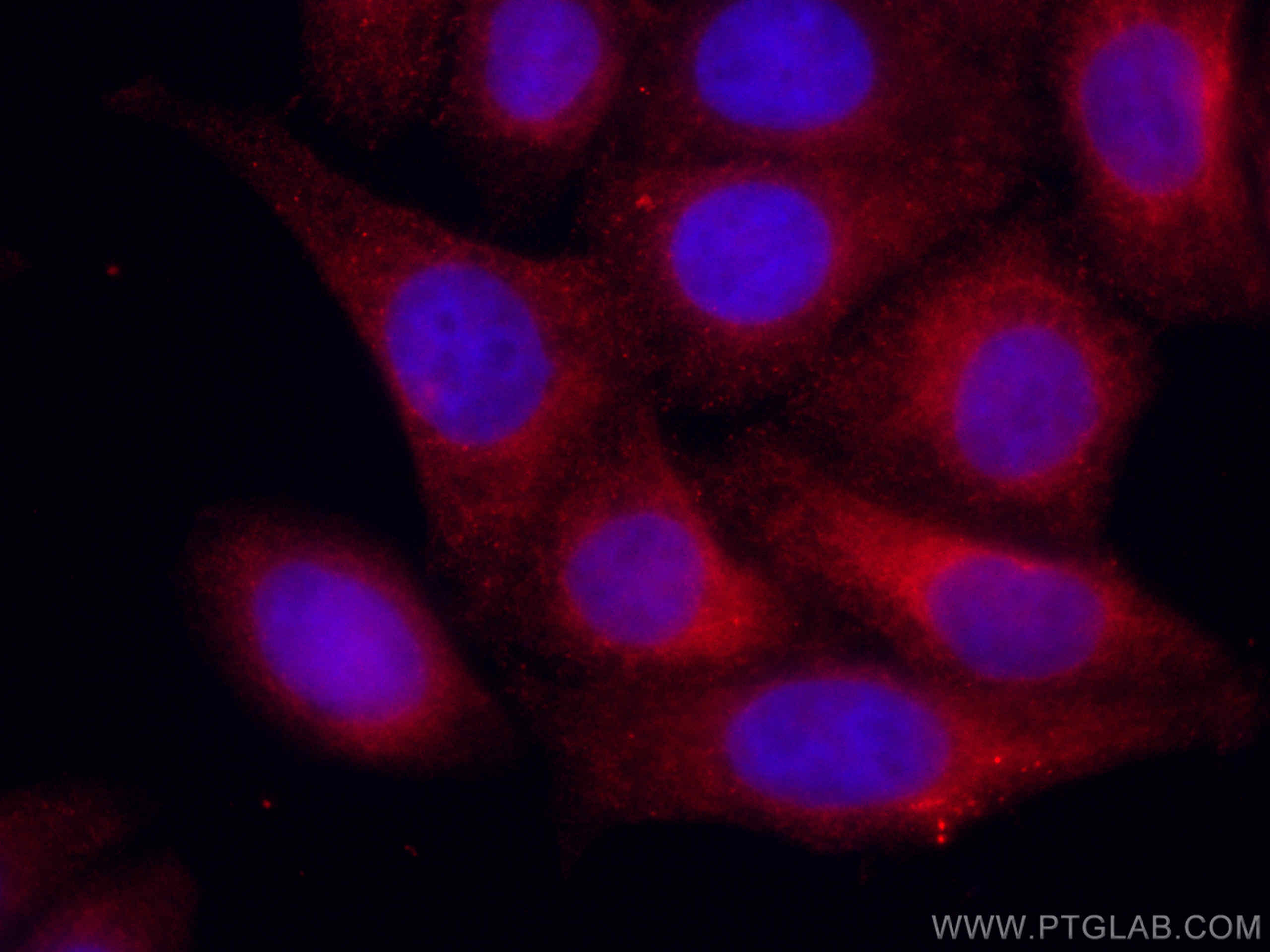 IF Staining of HepG2 using CL594-11587