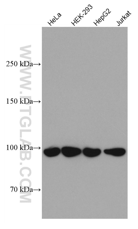 WB analysis using 60012-2-Ig