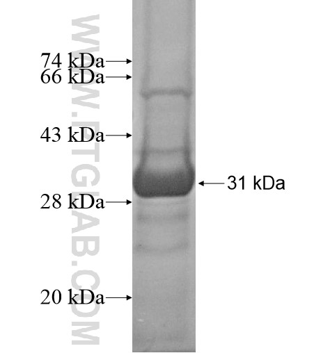 GRPEL2 fusion protein Ag12151 SDS-PAGE