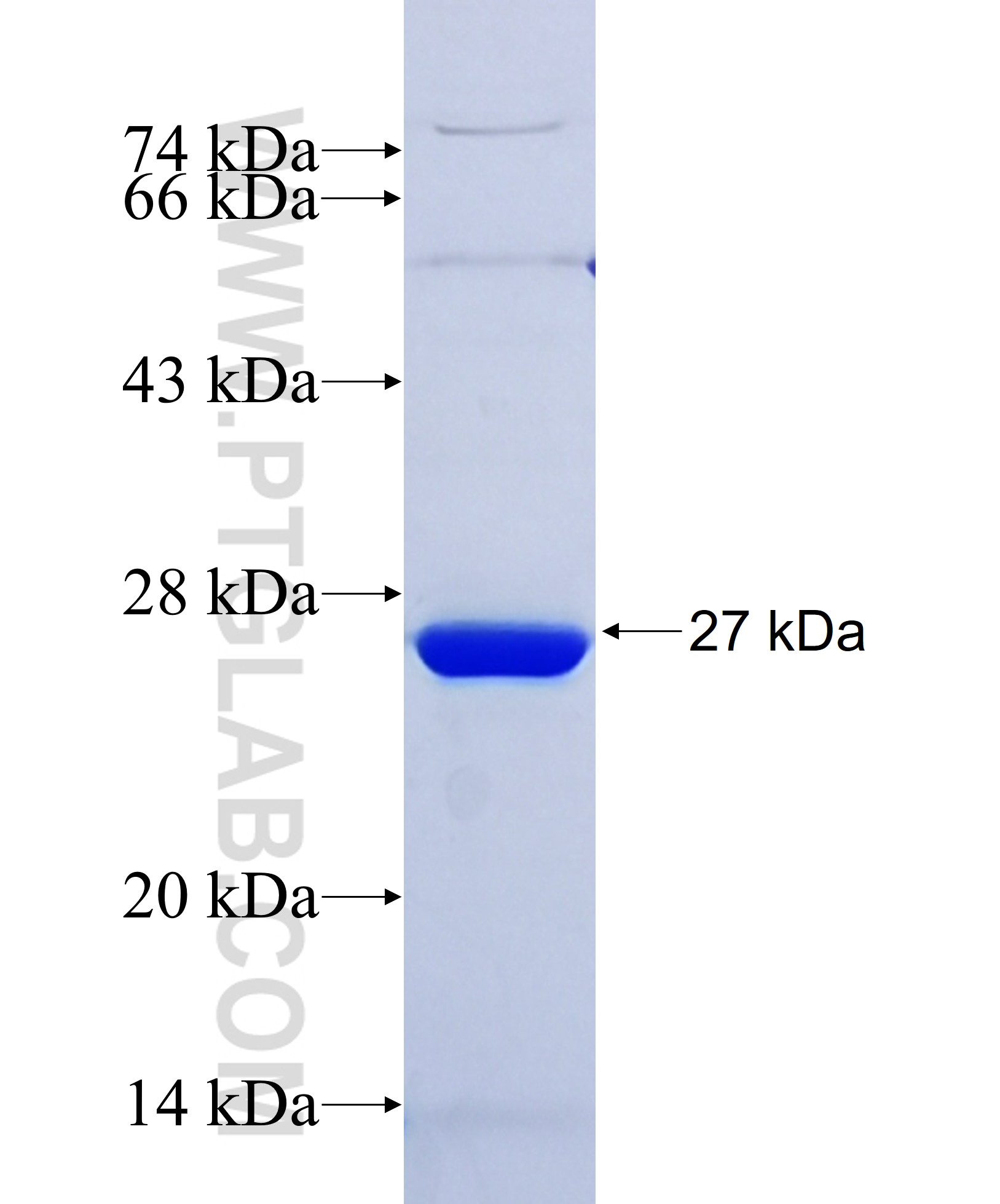 GRSF1 fusion protein Ag34327 SDS-PAGE