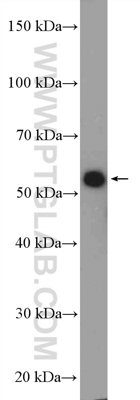 WB analysis of HEK-293 using 10354-1-AP