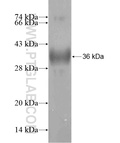 GRXCR1 fusion protein Ag20331 SDS-PAGE GRXCR1 fusion protein Ag20331 SDS-PAGE