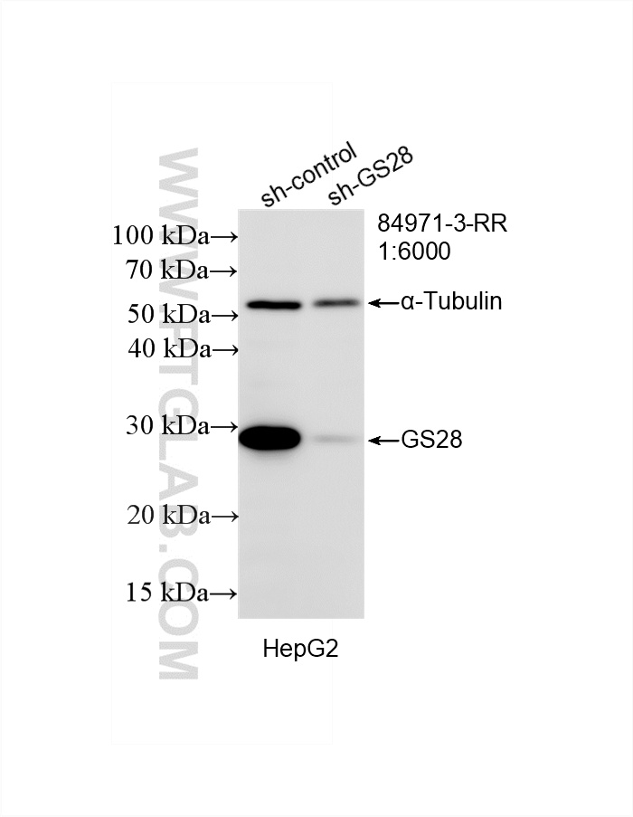 WB result of GS28 antibody (<a class='green' href='/productredirect?CatalogNo=84971-3-RR' target='_blank'>84971-3-RR</a>; 1:6000; incubated at room temperature for 1.5 hours) with sh-Control and sh-GS28 transfected HepG2 cells. This data was developed using the same antibody clone with 84971-3-PBS in a different storage buffer formulation. WB analysis of HepG2 using 84971-3-RR (same clone as 84971-3-PBS)