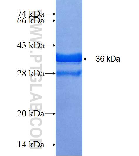 GS28 fusion protein Ag9021 SDS-PAGE