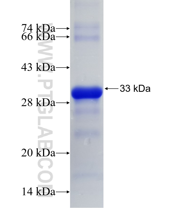 GSC2 fusion protein Ag35963 SDS-PAGE