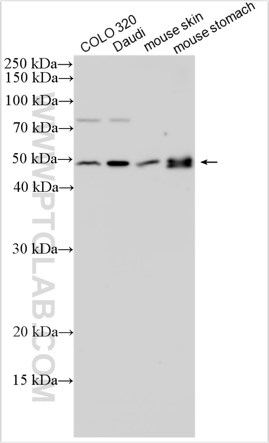 WB analysis using 30354-1-AP