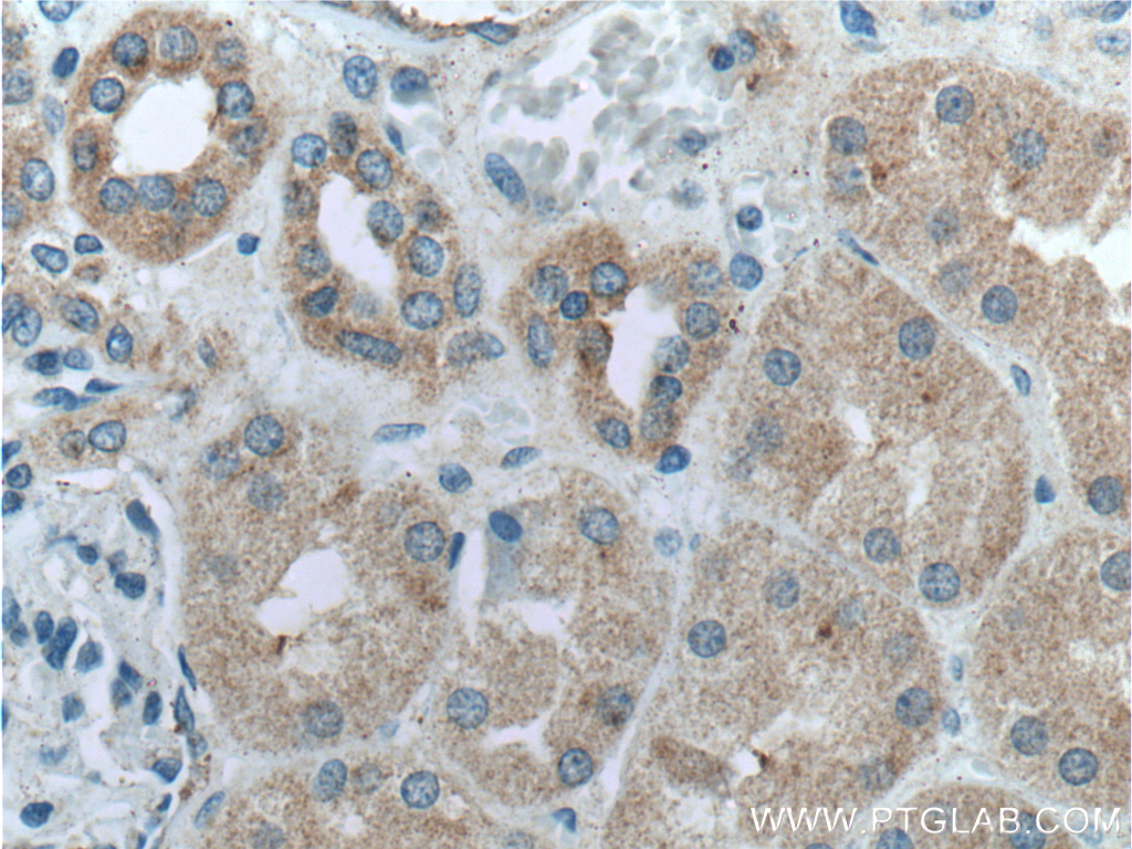 IHC staining of human kidney using 27630-1-AP