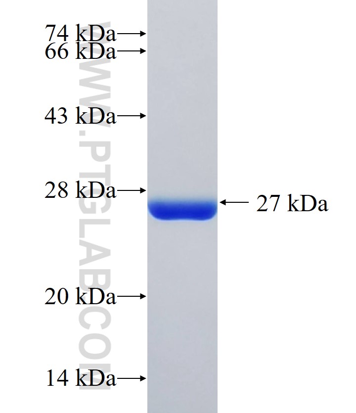GSDMC fusion protein Ag33323 SDS-PAGE GSDMC fusion protein Ag33323 SDS-PAGE