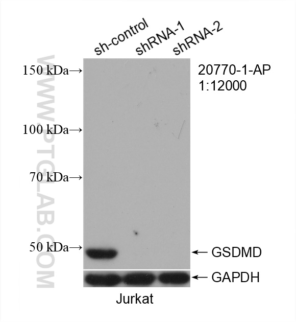 WB analysis of Jurkat using 20770-1-AP