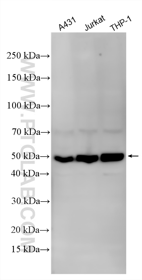 Various lysates were subjected to SDS PAGE followed by western blot with 20770-1-AP (GSDMD antibody) at dilution of 1:10000 incubated at room temperature for 1.5 hours. WB analysis using 20770-1-AP