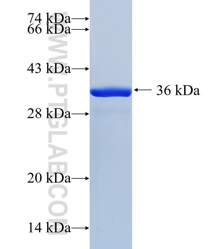 GSDMD fusion protein Ag35204 SDS-PAGE GSDMD fusion protein Ag35204 SDS-PAGE
