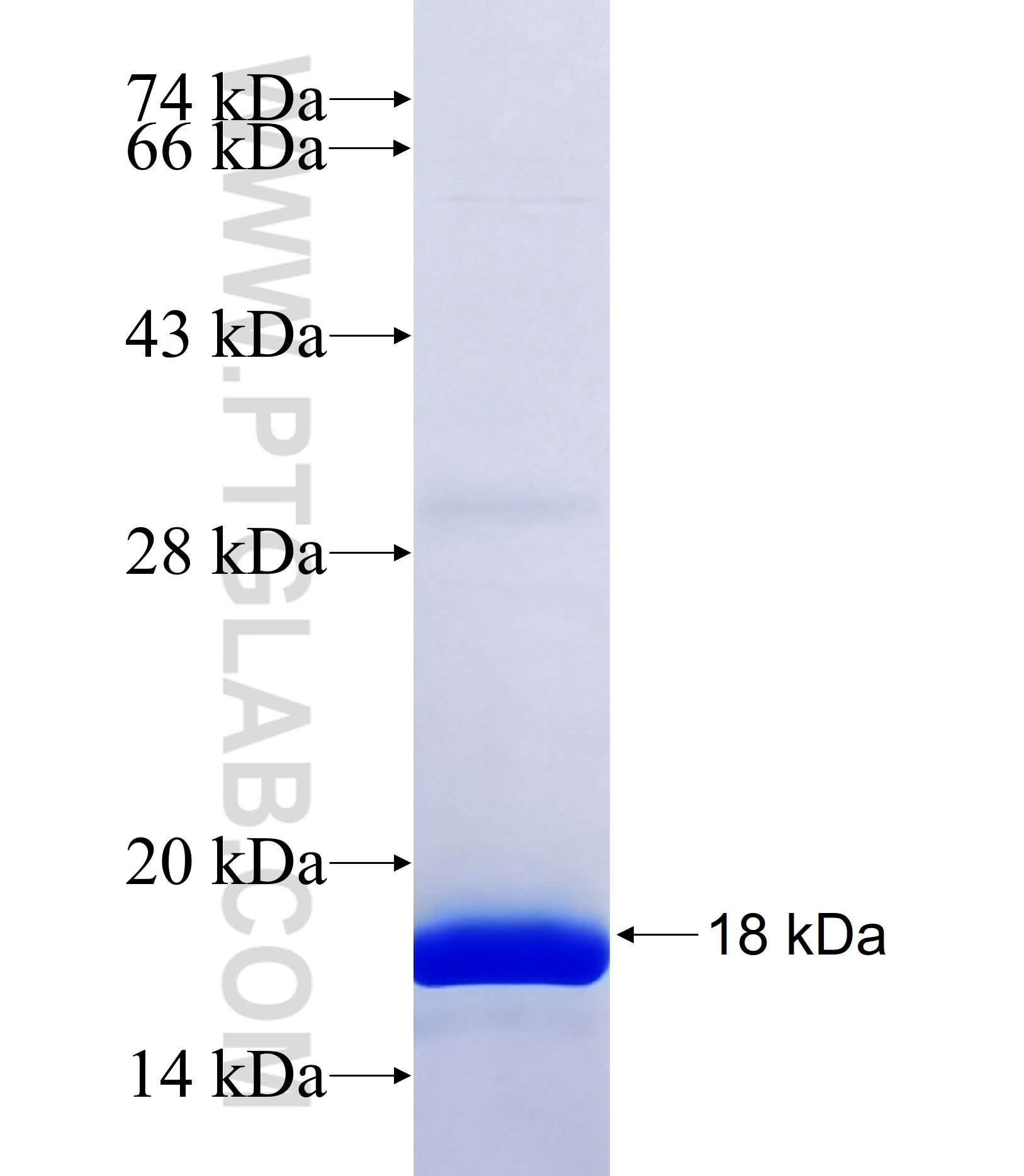 GSDMD fusion protein Ag35247 SDS-PAGE GSDMD fusion protein Ag35247 SDS-PAGE
