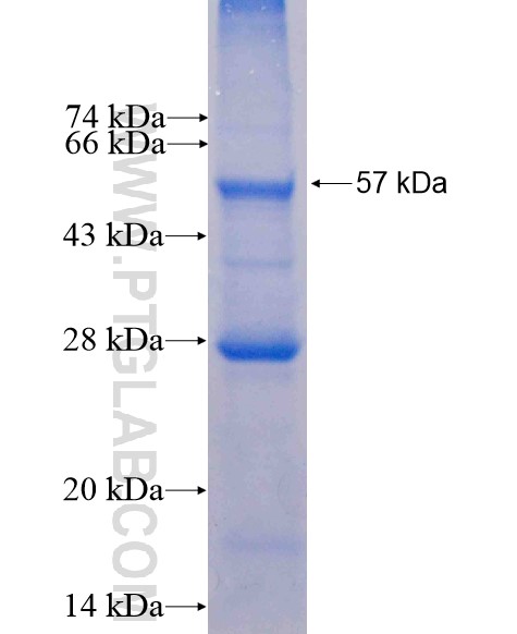 GSG1 fusion protein Ag7200 SDS-PAGE